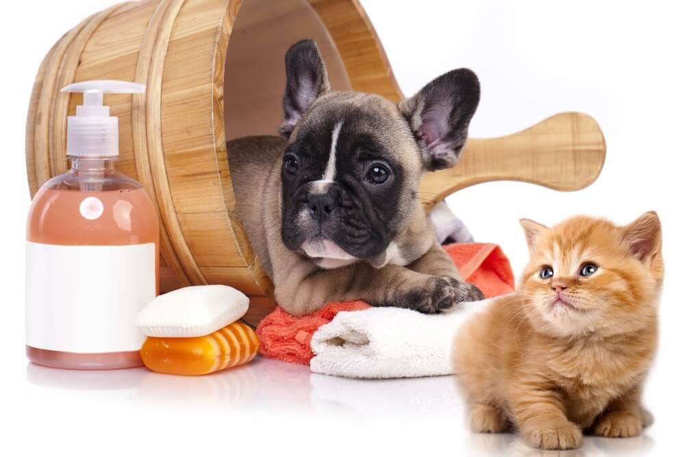 Pet Care & Toys